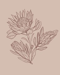 Hand drawn linear illustration of a protea bouquet in brown ink on a beige background. Elegant botanical sketch in minimal vintage style. Perfect for floral prints, packaging, wedding design