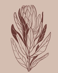 Hand drawn linear illustration of a protea flower in brown ink on a beige background. Elegant botanical sketch in minimal vintage style. Perfect for floral prints, packaging, wedding design