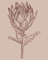 Hand drawn linear illustration of a protea flower in brown ink on a beige background. Elegant botanical sketch in minimal vintage style. Perfect for floral prints, packaging, wedding design
