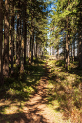 Obraz premium Narrow trail in spruce forest on Maly Polom hill in Moravskoslezske Beskydy mountains on czech-slovakian borders