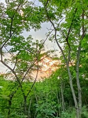 evening in the forest