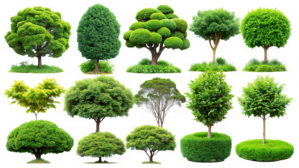 Collection of Various Green Trees and Topiary Bushes with Textured Background isolated on a transparent background