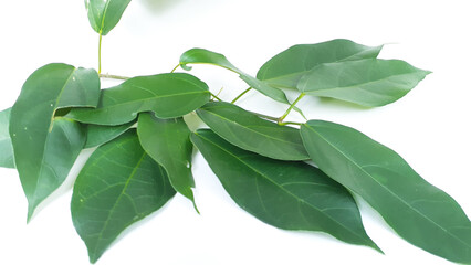 Fresh grass jelly leaves on a white background. Also known as Cincau atau cincau hijau (Cyclea barbata). Used to produce typical Indonesian green grass jelly.