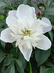 bee on a white flower