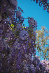 Wisteria flowers blooming against clear blue sky