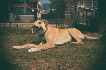 Young Turkish stray puppy chewing a stick on grass