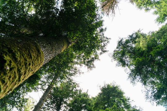Looking up at tree tops in a lush green forest