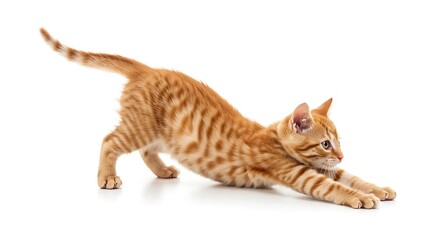 A Cat Isolated on White Background