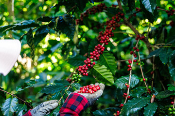 farmer showing his coffee beans in the cofee plantation