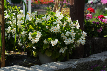 White begonia semperflorens in flower pot in summer garden close-up.