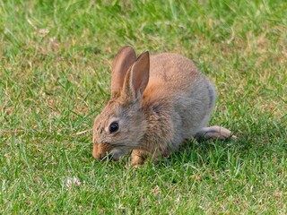 Wild baby rabbit in the grass, in sunlit, dreamy natural environment. Cute fluffy rabbit on green grass outdoors.
