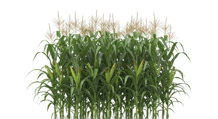 Tall green corn stalks growing in a field isolated PNG with Transparent Background