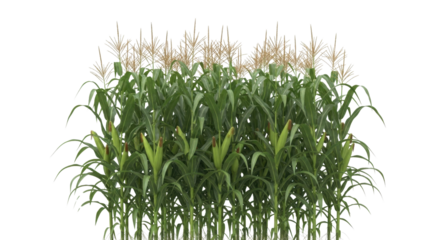 Tall green corn stalks growing in a field isolated PNG with Transparent Background