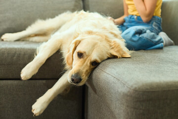A golden retriever lays comfortably on the couch, its head hanging off the edge, while a teenage girl sits next to it, enjoying a relaxing time at home in a warm, inviting atmosphere.