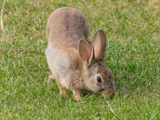 Wild baby rabbit in the grass, in sunlit, dreamy natural environment. Cute fluffy rabbit on green grass outdoors.