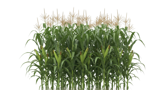 Tall green corn stalks growing in a field isolated PNG with Transparent Background