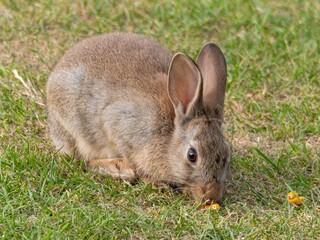 Wild baby rabbit in the grass, in sunlit, dreamy natural environment. Cute fluffy rabbit on green grass outdoors.