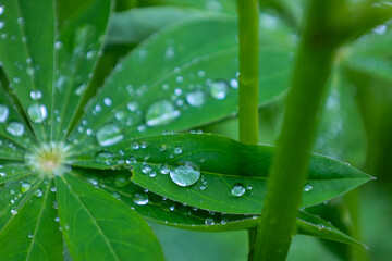 Lupine leaves are covered with numerous water droplets, indicating recent rain. Each droplet...
