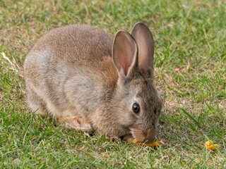 Wild baby rabbit in the grass, in sunlit, dreamy natural environment. Cute fluffy rabbit on green grass outdoors.