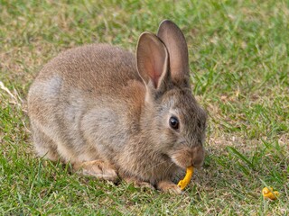 Wild baby rabbit in the grass, in sunlit, dreamy natural environment. Cute fluffy rabbit on green grass outdoors.