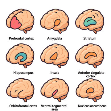 Brain Regions Icons Grid. Isometric Flat icon set of decision-making brain regions: prefrontal cortex, amygdala, striatum,