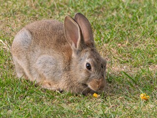 Wild baby rabbit in the grass, in sunlit, dreamy natural environment. Cute fluffy rabbit on green grass outdoors.