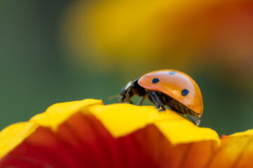 Ladybug Crawling on Vibrant Petal with Colorful Background
