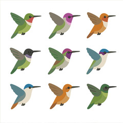 Fototapeta premium Hummingbird Icon Set. Isometric Flat icon set of hummingbird species variations: ruby-throated hummingbird, Anna’s hummingbird,