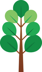 Obraz premium Eucalyptus Tree: Aromatic Nature