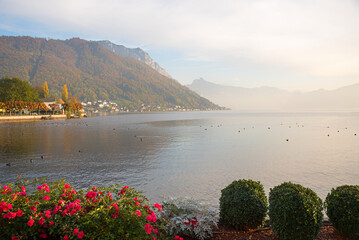 Autumn morning scenery, Gmunden lake Traunsee, blooming roses in front.