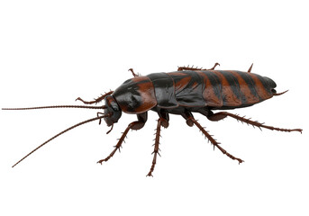 Isolated Brown Cockroach Insect with Long Antennae