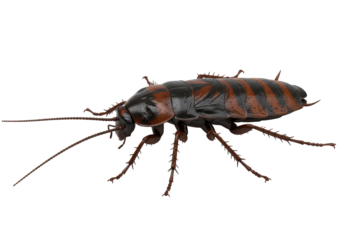 Isolated Brown Cockroach Insect with Long Antennae