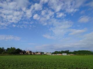 気持ちいい青空と畑