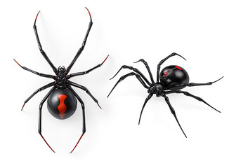 black widow spider with red markings on transparent background