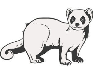 Fototapeta premium Illustration of an Ermine