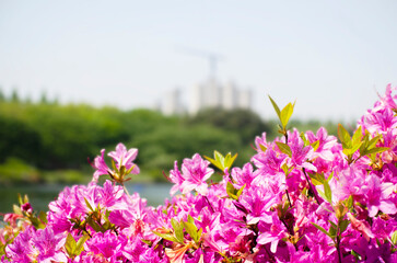 Pink flowers in the city. Nature and environment in the town concept.
