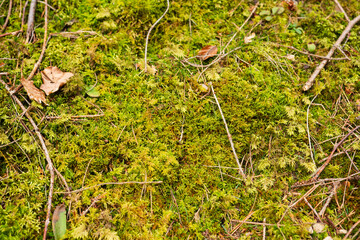 Lush green moss blankets the forest floor, showcasing nature's artistry in a tranquil woodland...