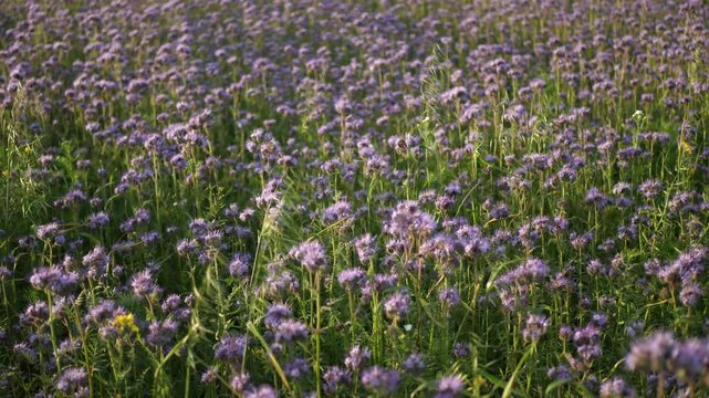 Close-up of blooming facelia flowers gently swaying in the breeze on a sunny day. Static camera captures the delicate movement and vibrant blue blossoms in natural light.