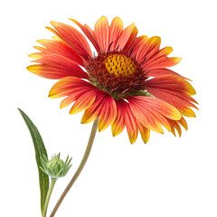 gaillardia