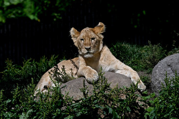 Lion (Panthera leo) juvenile