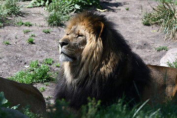 Lion (Panthera leo) male