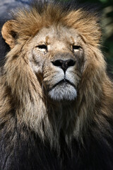 Lion (Panthera leo) male
