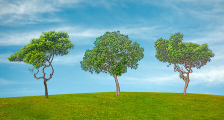 Ornamental trees in Israel at spring
