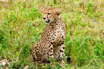A grace Cheetah in Ndutu