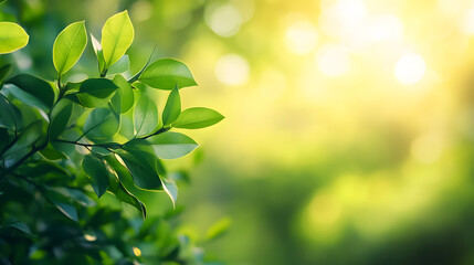 Green leaves with blurred background and copy space for text. Nature background for banner.