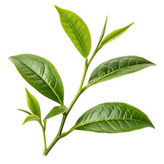 Obraz premium -tea-leaf