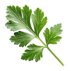 parsley-leaf