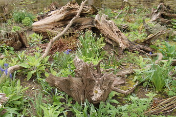 A Mix of Pretty Flowers in an Ornamental Garden Stumpery.