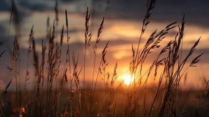 Sunset through tall grass on prairie, warm and nostalgic light, space for overlay quote