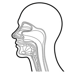 Diagram of the human head showing the internal structure of the mouth and nasal cavity